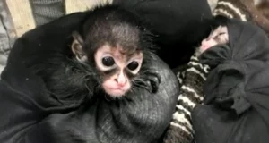 Wilderer töten Spinnenaffen und verkaufen ihre Babys in Sozialen Medien